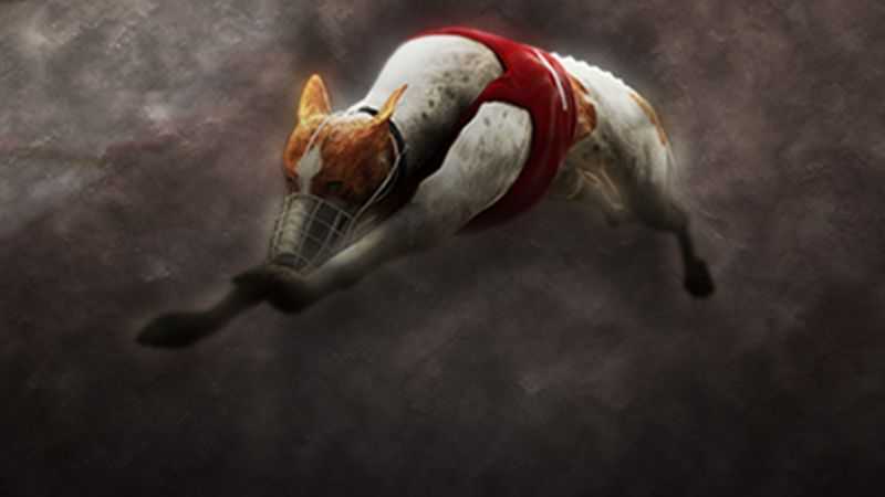 Play Virtual Greyhounds