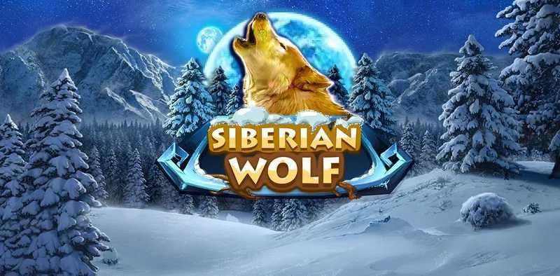 Play Siberian Wolf