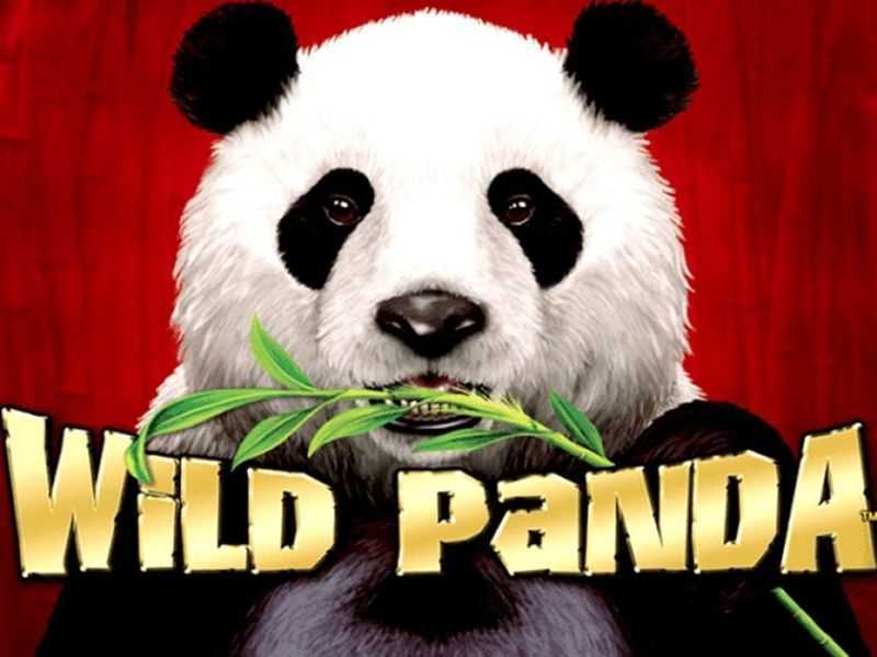 Play Wild Panda